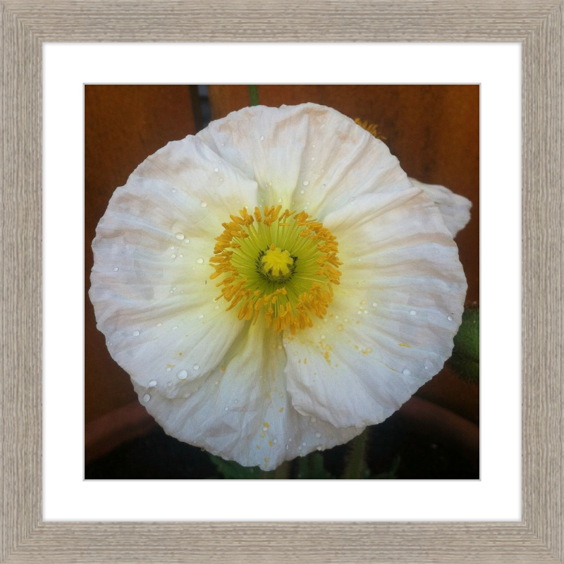 Poppy after the Rain
