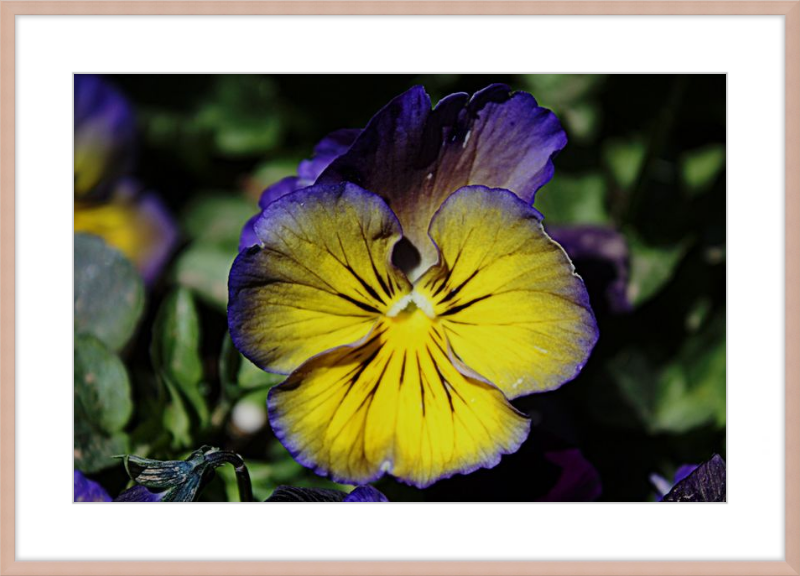 Purple & Yellow Pansy