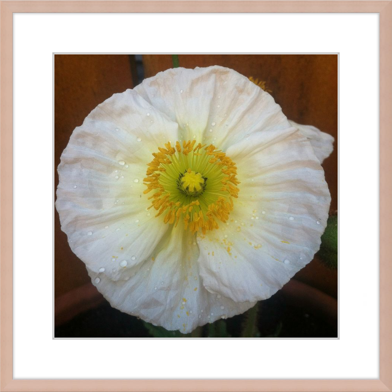 Poppy after the Rain