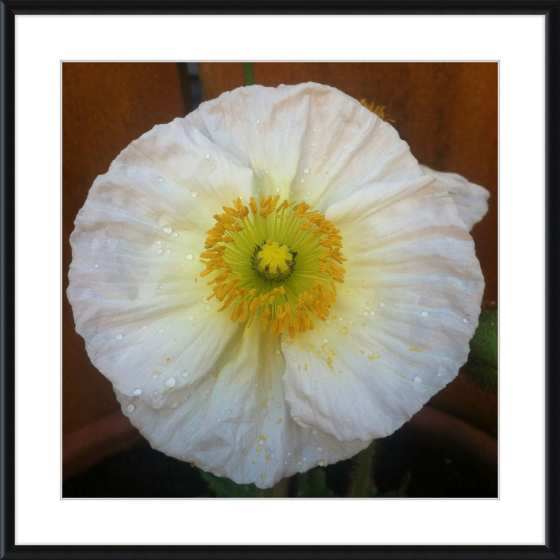 Poppy after the Rain