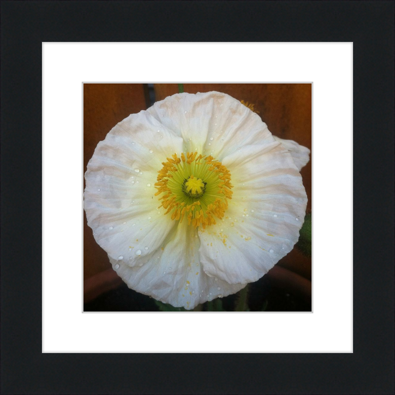 Poppy after the Rain