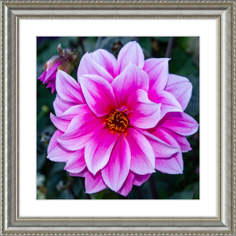Pink Dahlia