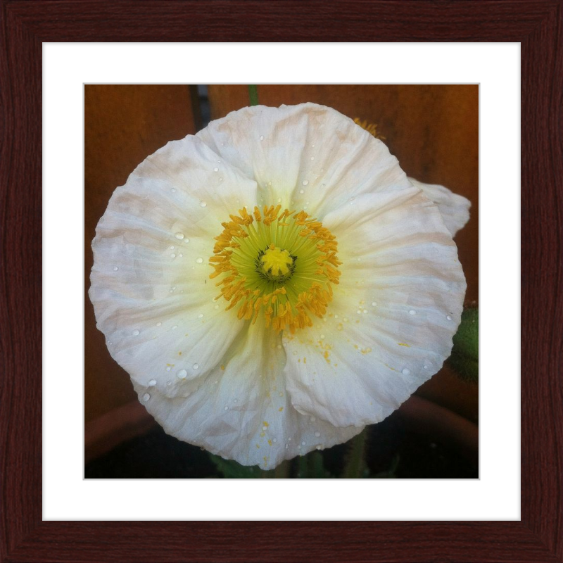 Poppy after the Rain
