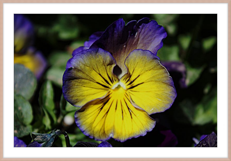 Purple & Yellow Pansy