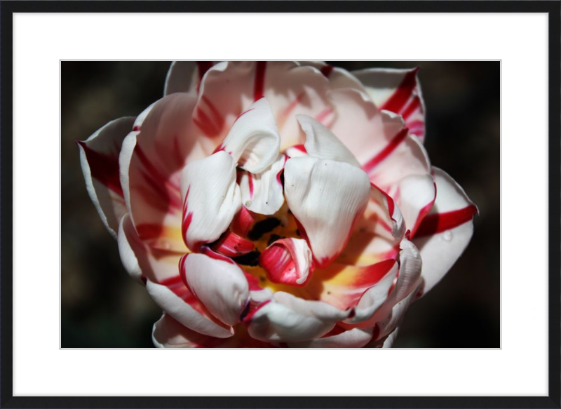 Peppermint Tulip