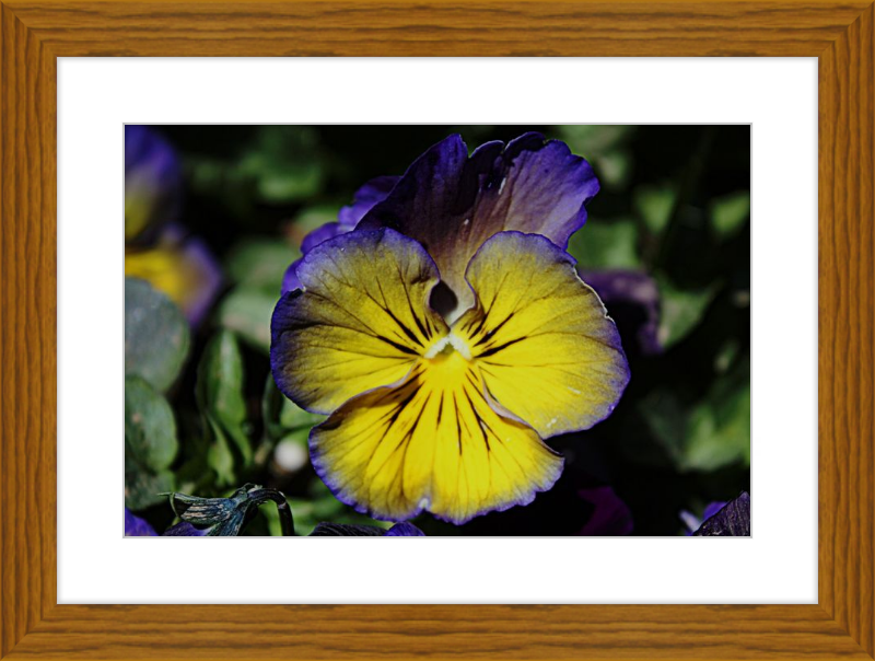 Purple & Yellow Pansy
