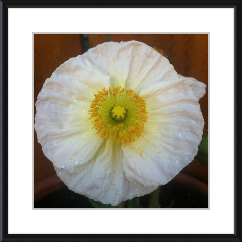 Poppy after the Rain
