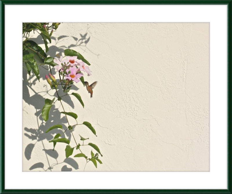 Hummingbird Feeding