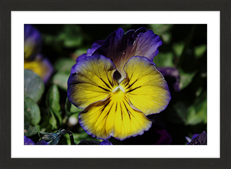 Purple & Yellow Pansy