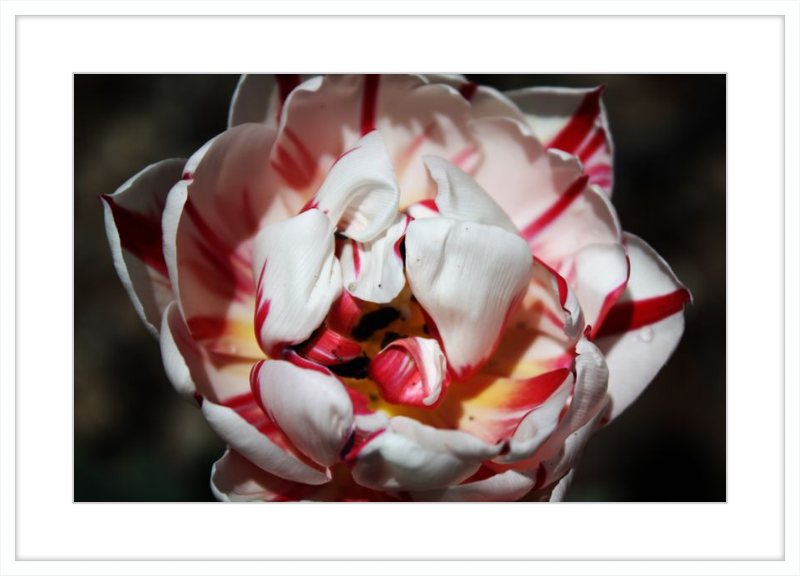 Peppermint Tulip
