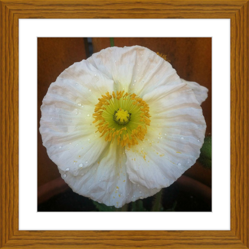 Poppy after the Rain
