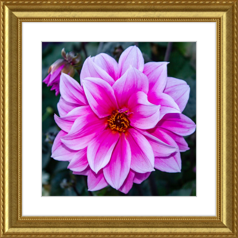 Pink Dahlia