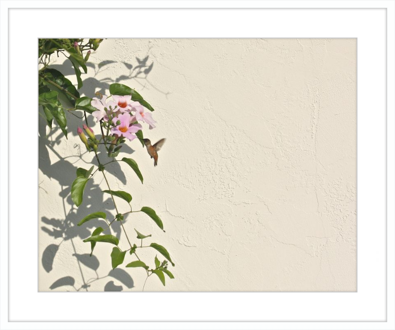 Hummingbird Feeding