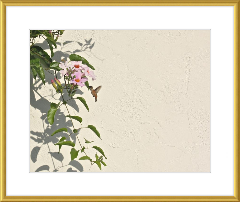 Hummingbird Feeding