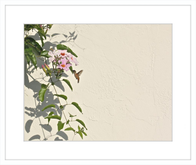 Hummingbird Feeding