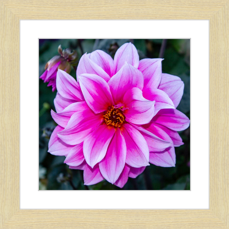 Pink Dahlia