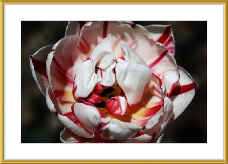 Peppermint Tulip