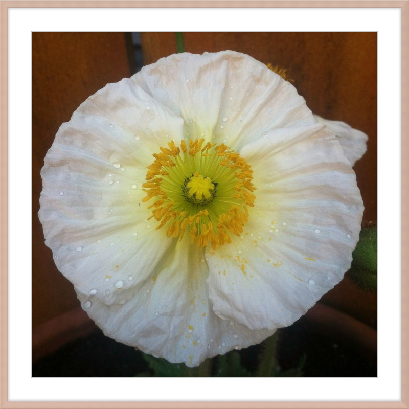 Poppy after the Rain
