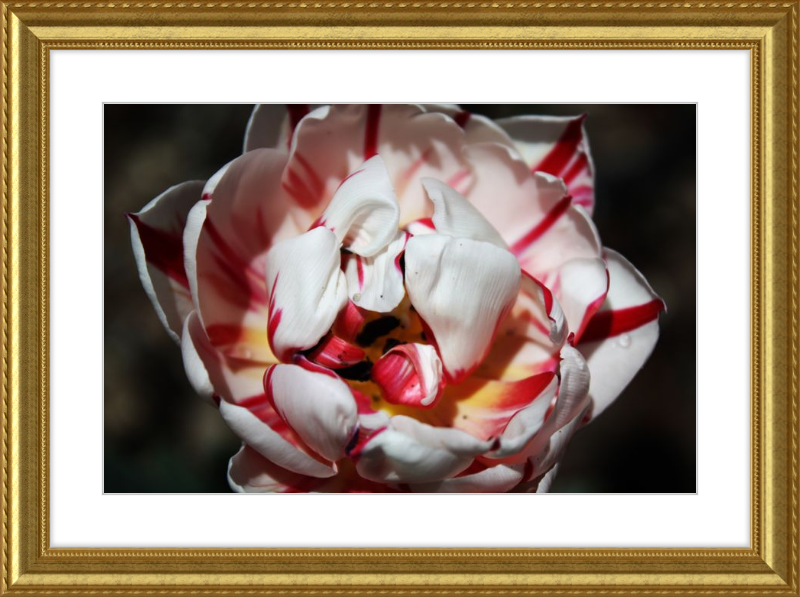 Peppermint Tulip