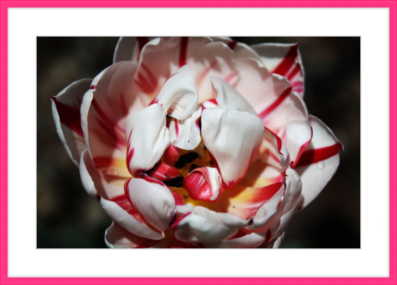 Peppermint Tulip