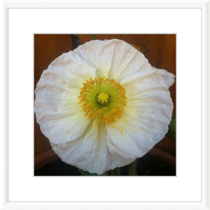Poppy after the Rain