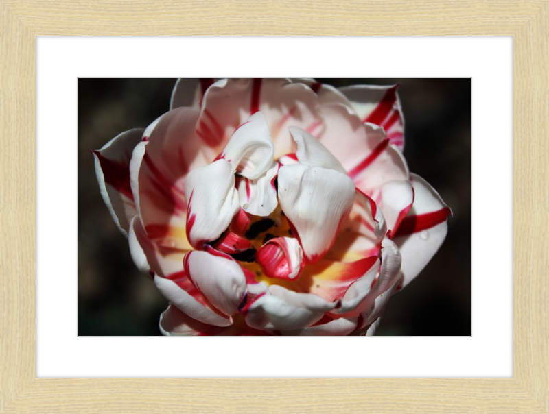 Peppermint Tulip