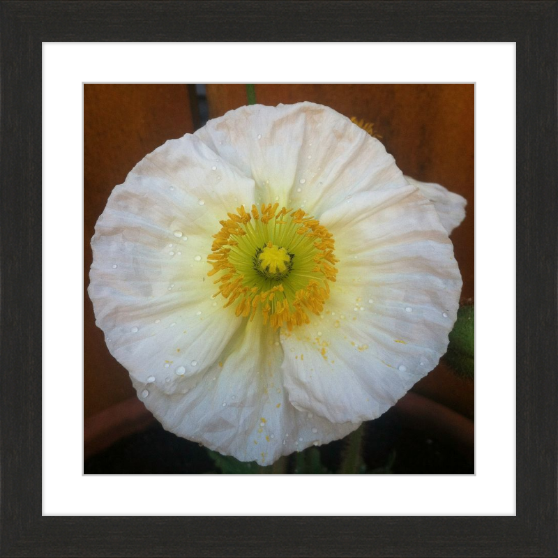 Poppy after the Rain