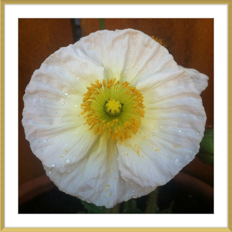 Poppy after the Rain
