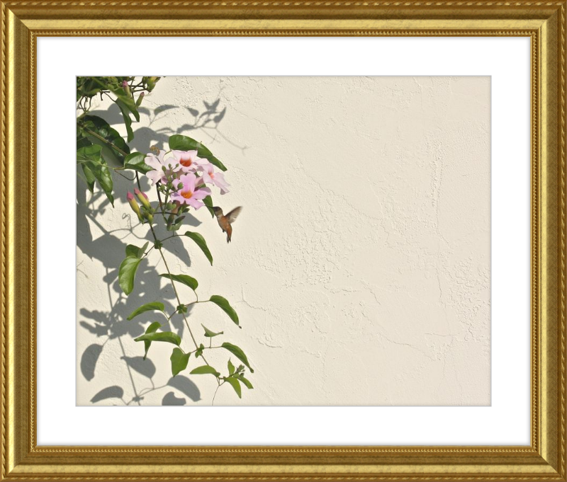 Hummingbird Feeding