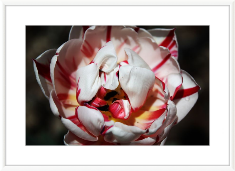Peppermint Tulip
