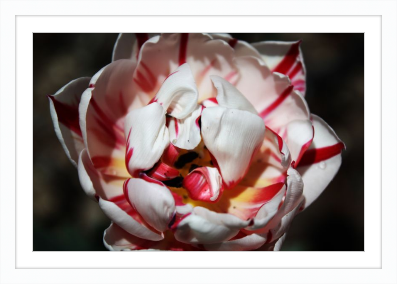 Peppermint Tulip