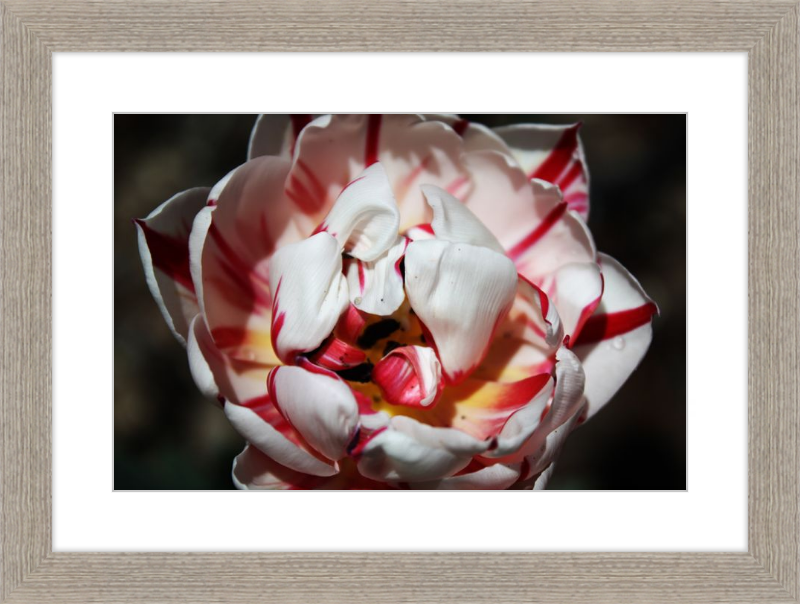 Peppermint Tulip