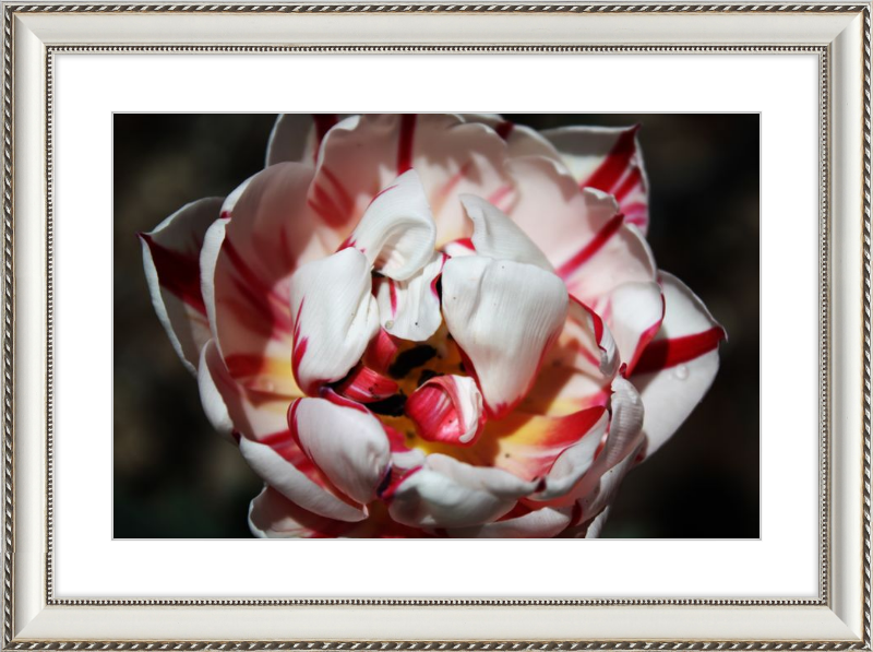 Peppermint Tulip