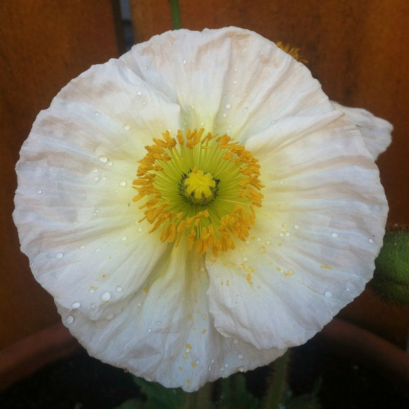 Poppy after the Rain