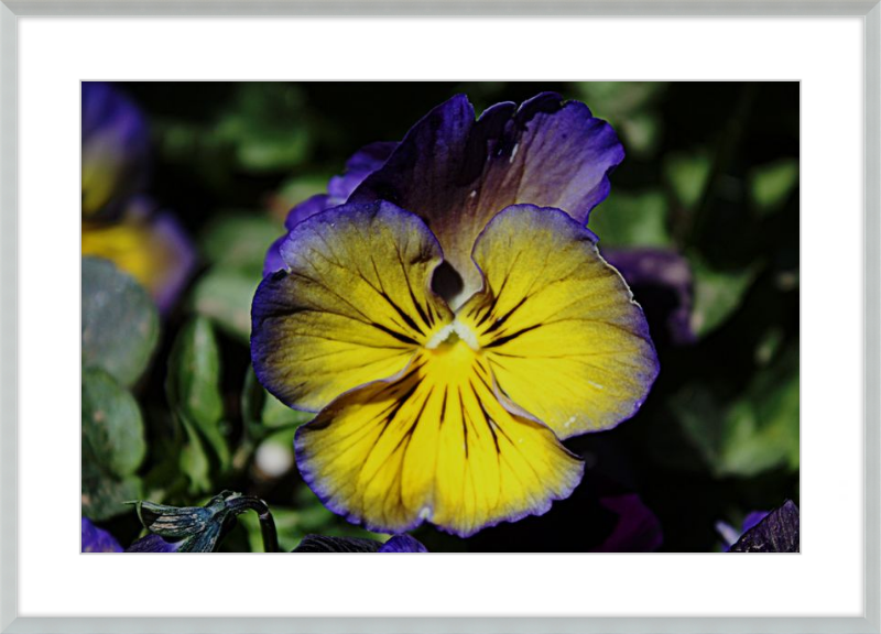 Purple & Yellow Pansy