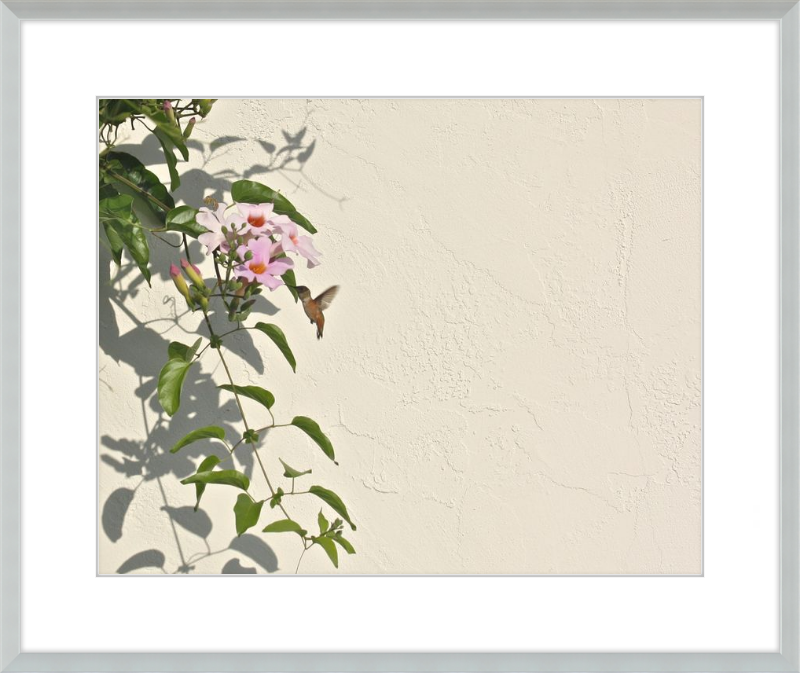 Hummingbird Feeding