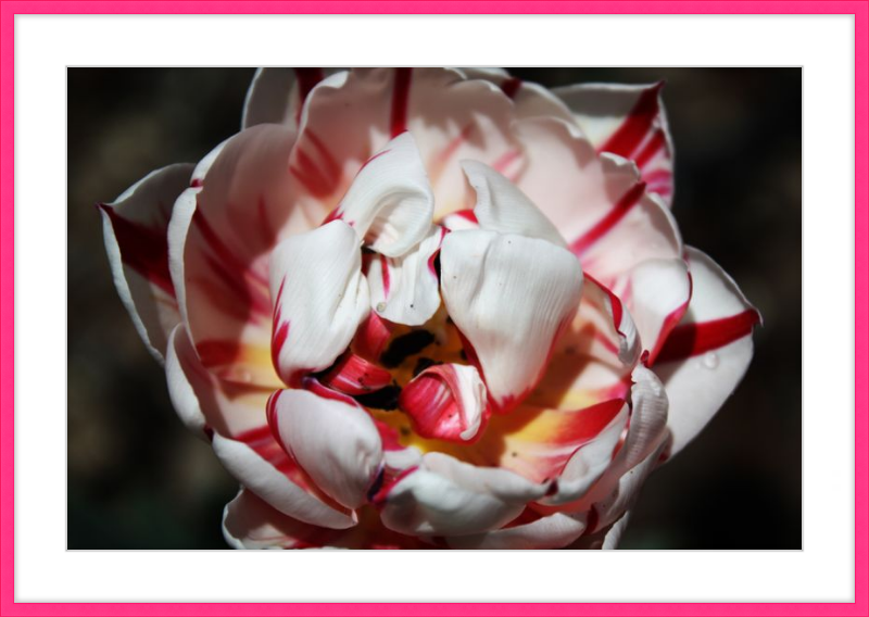 Peppermint Tulip
