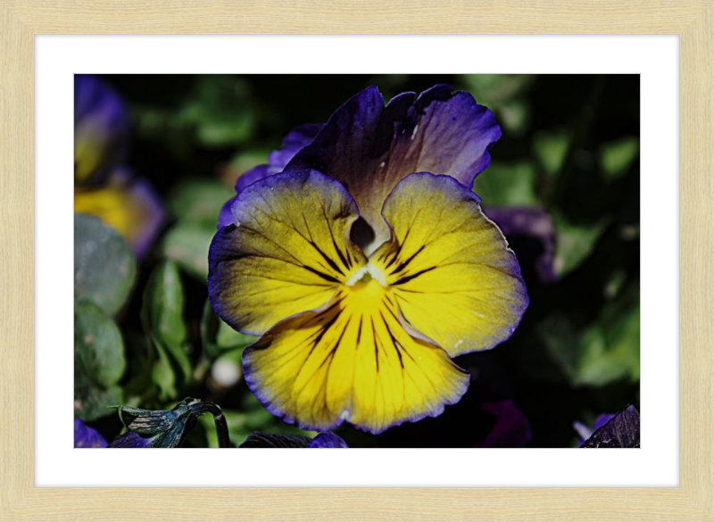Purple & Yellow Pansy
