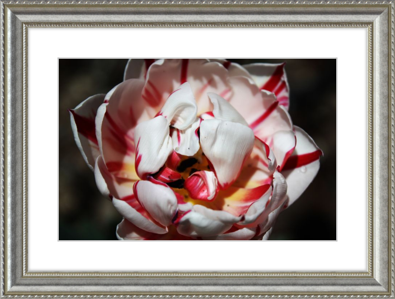 Peppermint Tulip