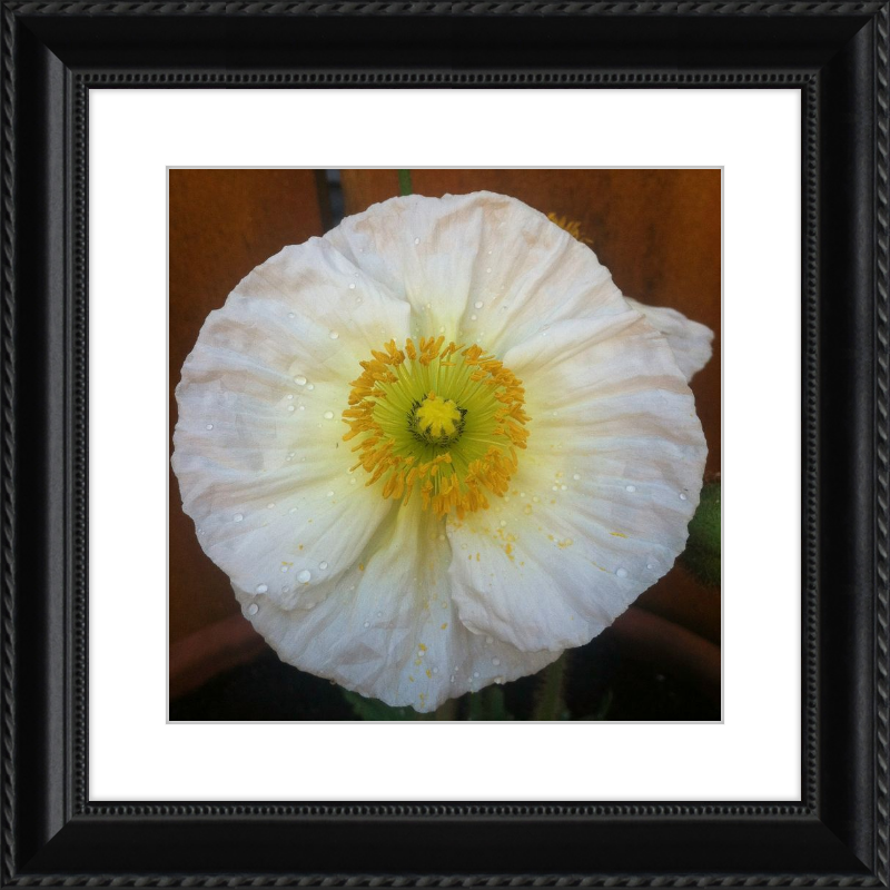 Poppy after the Rain