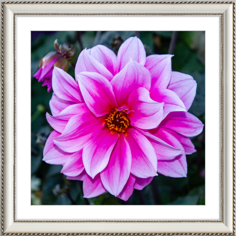 Pink Dahlia