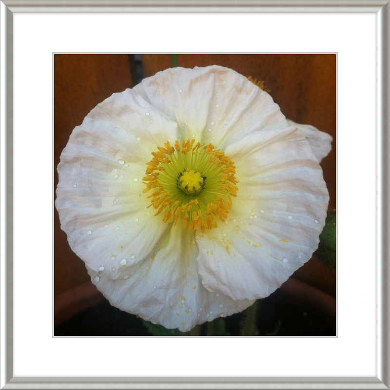 Poppy after the Rain