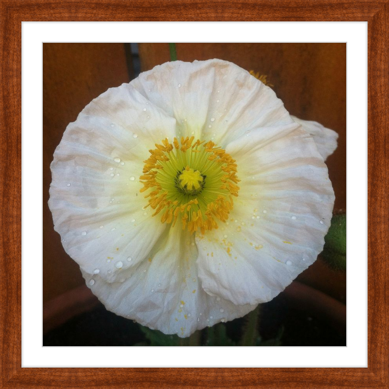 Poppy after the Rain