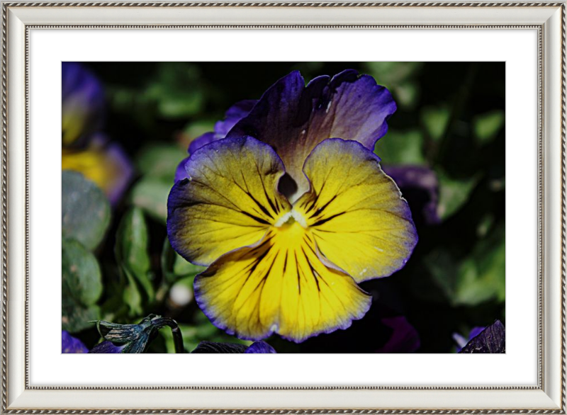 Purple & Yellow Pansy