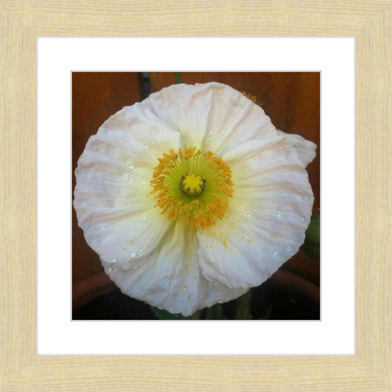 Poppy after the Rain