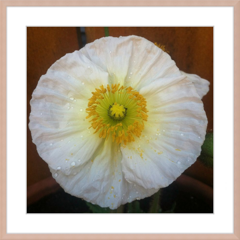 Poppy after the Rain