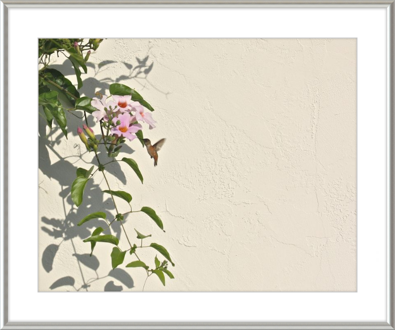 Hummingbird Feeding