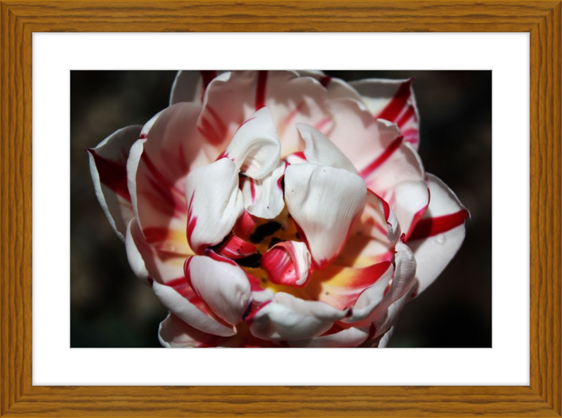 Peppermint Tulip