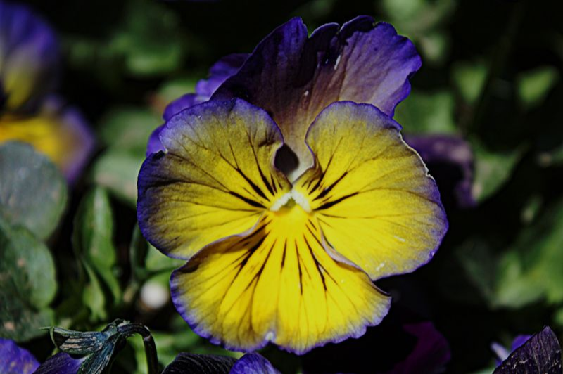 Purple & Yellow Pansy
