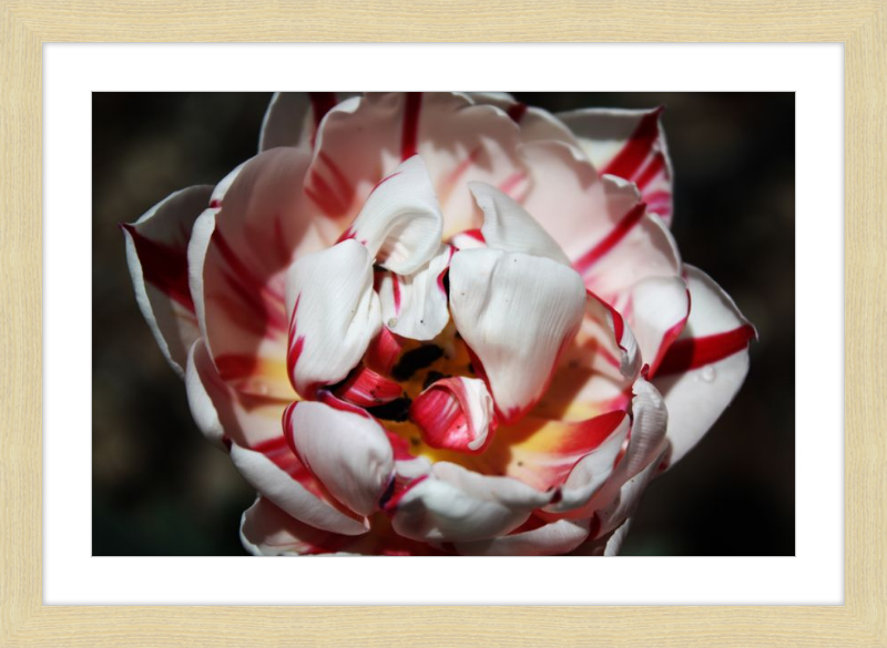 Peppermint Tulip